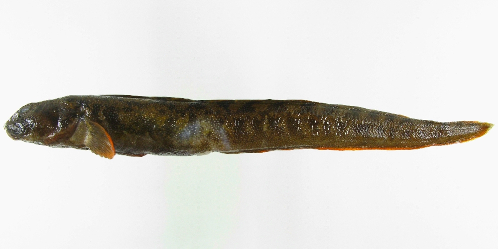 Zoarces viviparus (Linnaeus, 1758)